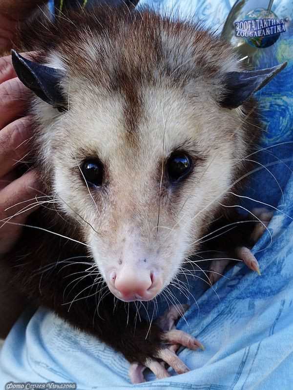 Коалы