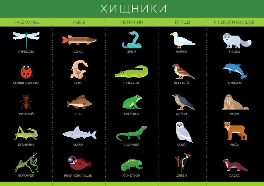  Медведи 