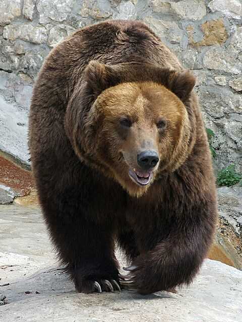 Какое значение у бурого медведя в природе?