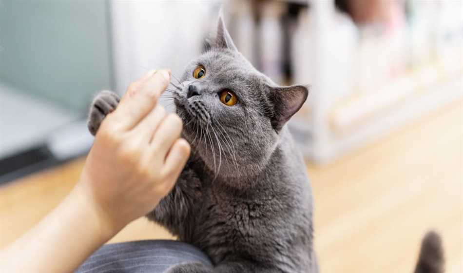 Уход за умным котенком