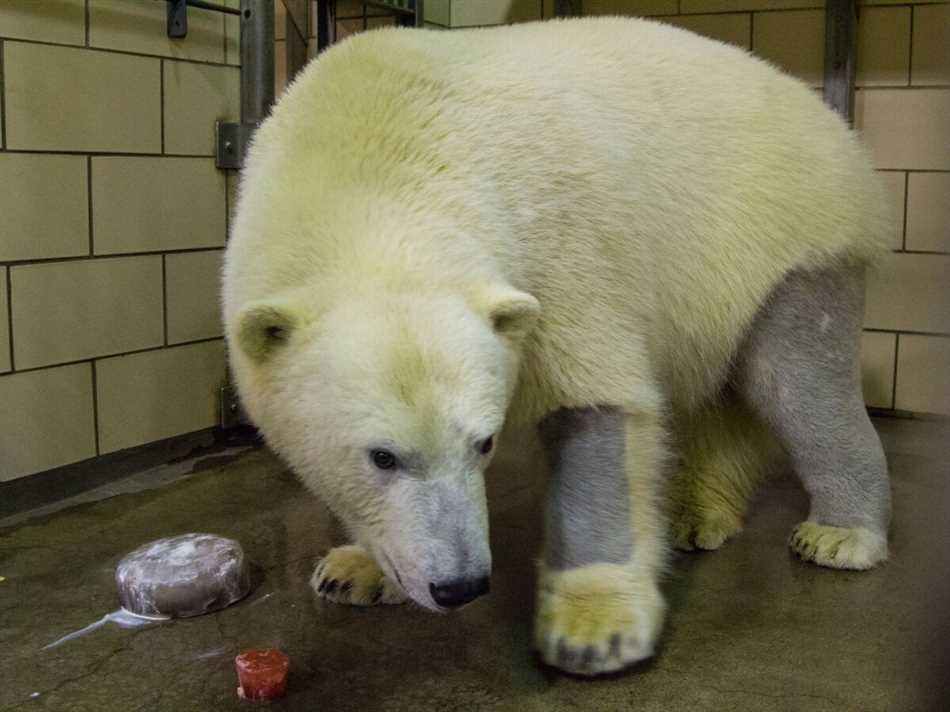 Какого цвета кожа белого медведя и почему?