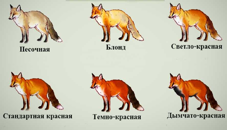 Черные лисы – редкость или миф?
