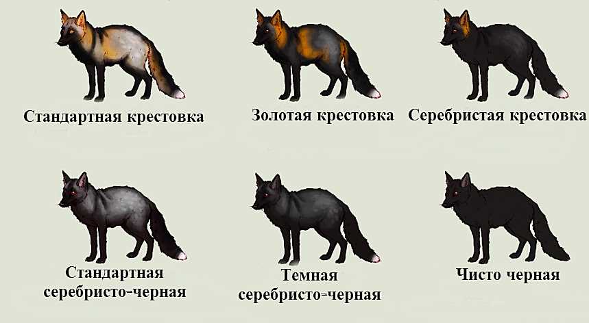 Серые и голубые лисы