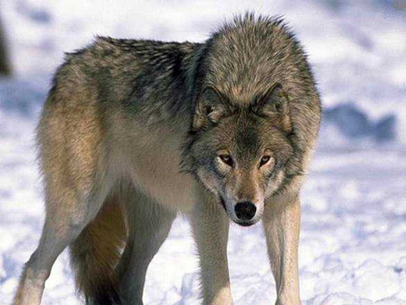 1. Евразийский волк