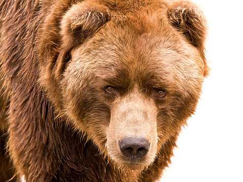Миф #1: Медведи боятся резких звуков
