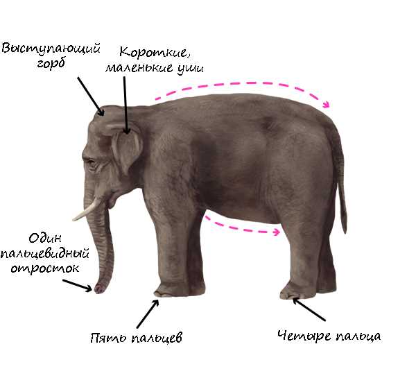 Какой человек удержит слона?