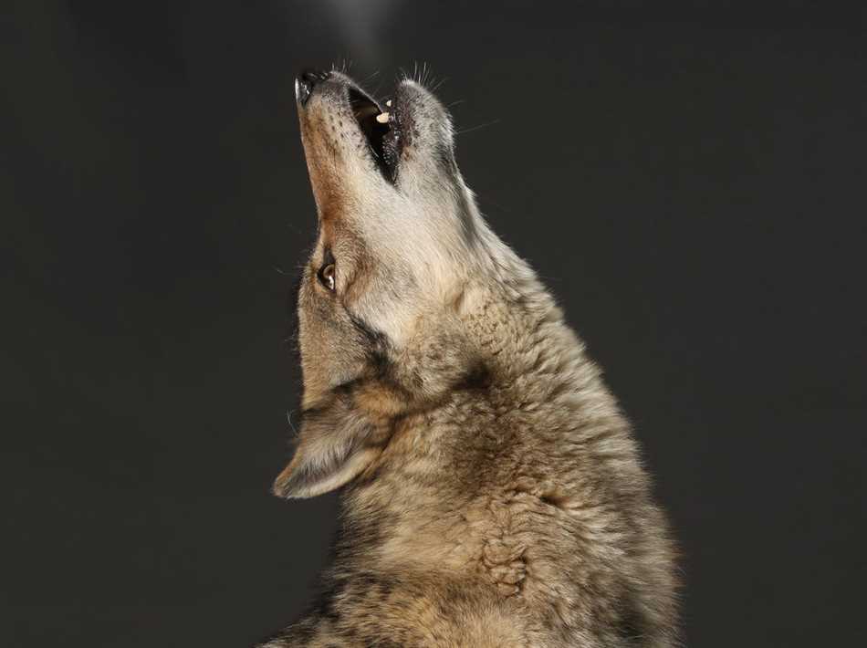 Какой голос у волка?