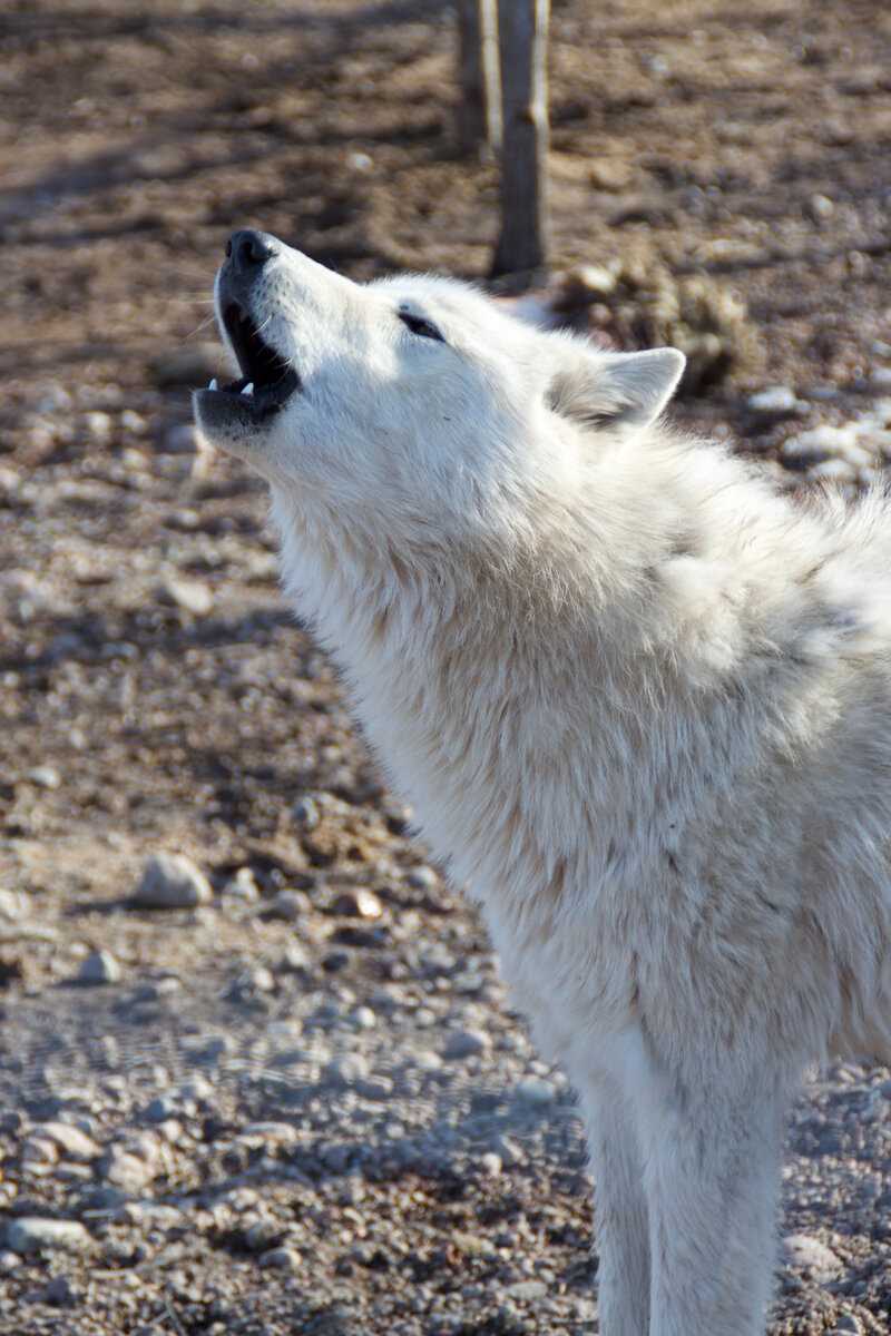 Голос волков: особенности и значение