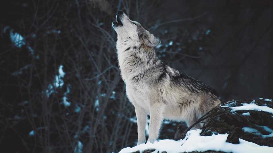 Коммуникация и голосовые сигналы у волков