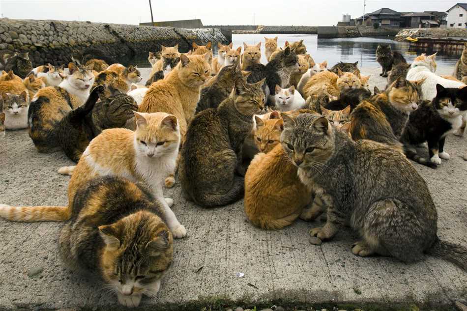 Города с наибольшей популяцией кошек