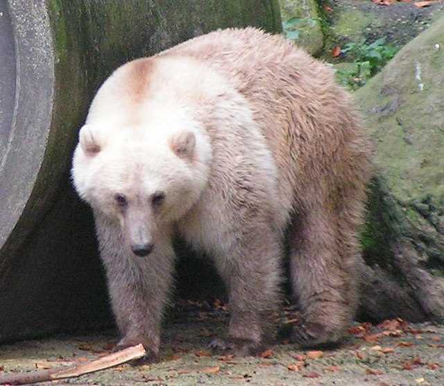 Описание бурого и белого медведя