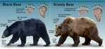 Морфологические особенности и внешний вид бурого и гризли медведей