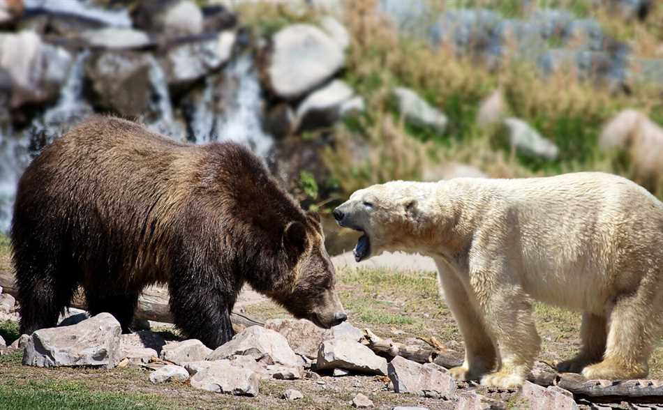 Размеры и вес гризли и белого медведя