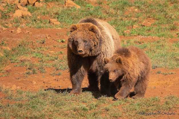 Подвиды бурого медведя в России