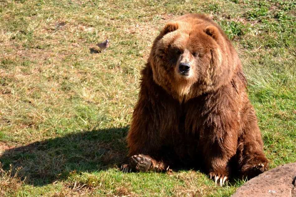 Какой подвид бурого медведя?