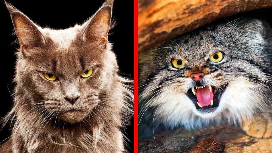 Характеристики злых кошек