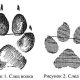 Какой размер у волчьих следов?