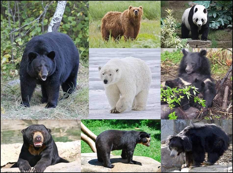 Слух медведя: особенности и возможности