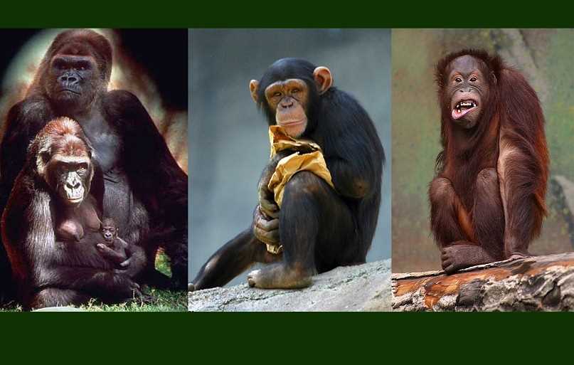 Какой вид обезьян является ближайшим родственником человека?