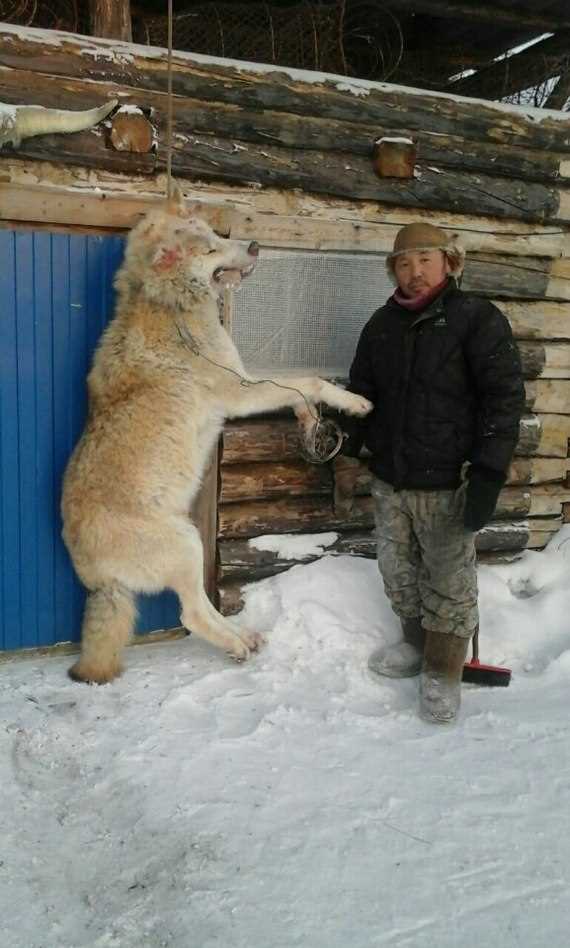 Европейский волк: самый крупный вид волков