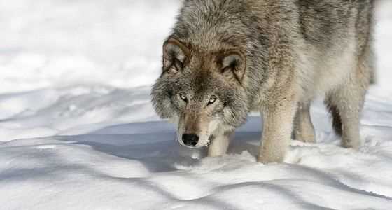 Североамериканский волк: самый крупный представитель своего рода