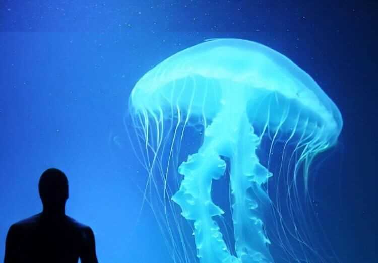 Медуза Ариана: один из самых ядовитых видов