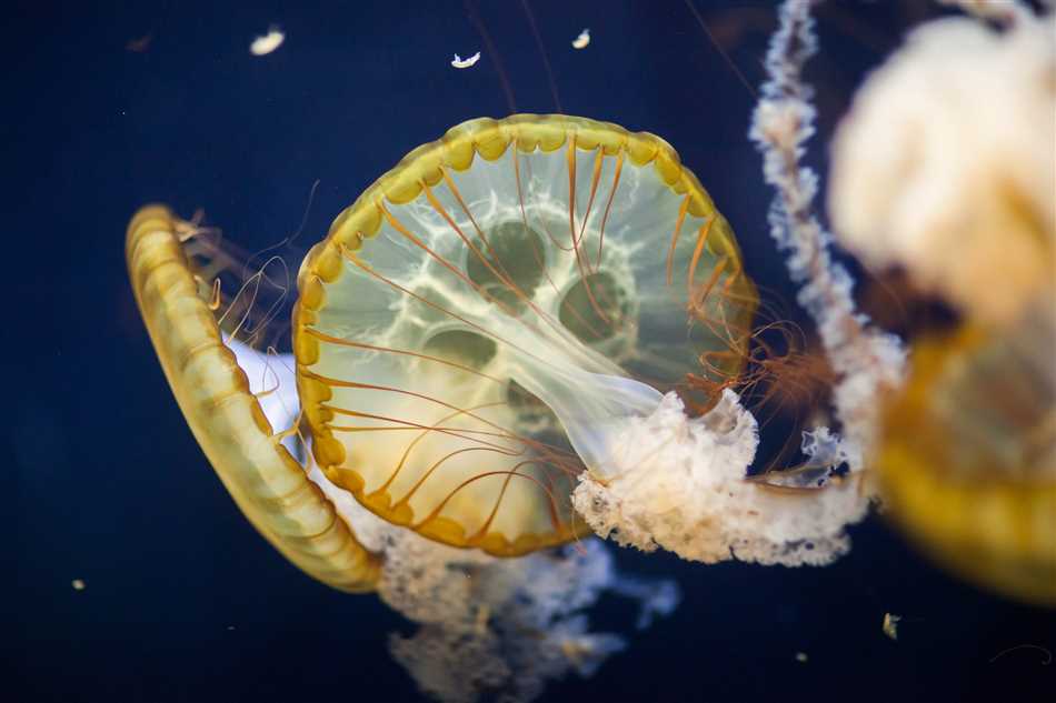 Ядовитые виды медуз