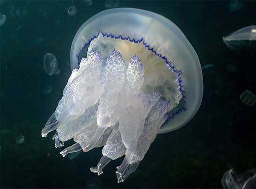 Загадочный мир медуз