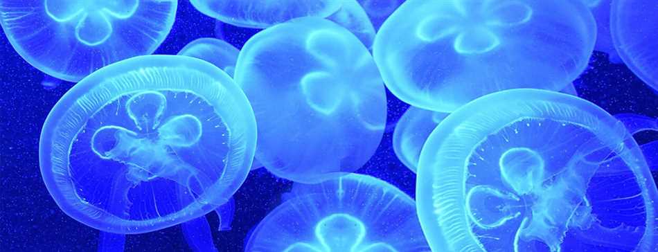 Какой яд у медузы?
