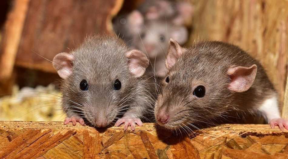 Распространенные запахи, которые мыши и крысы не переносят