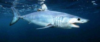 Максимальная скорость акулы: интересные факты