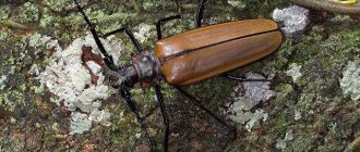 Какие опасности представляет жук усач для человека?