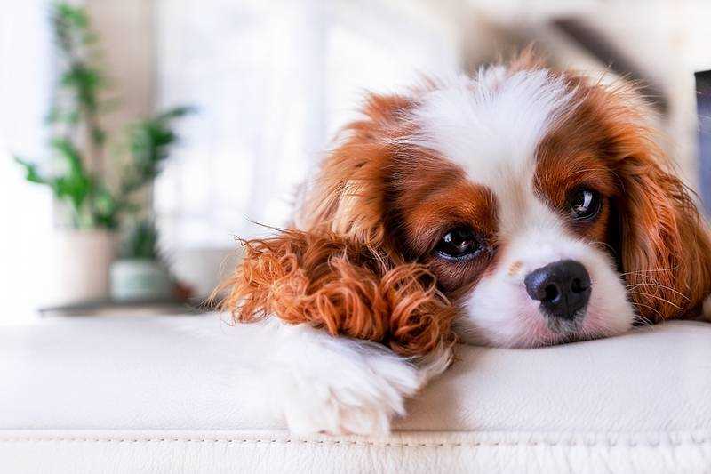 Особенности содержания собак в квартире