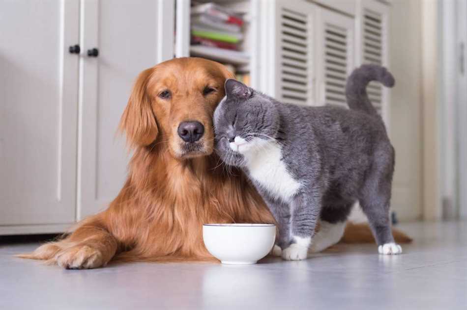 Как привести собаку и кота вместе и предотвратить конфликты