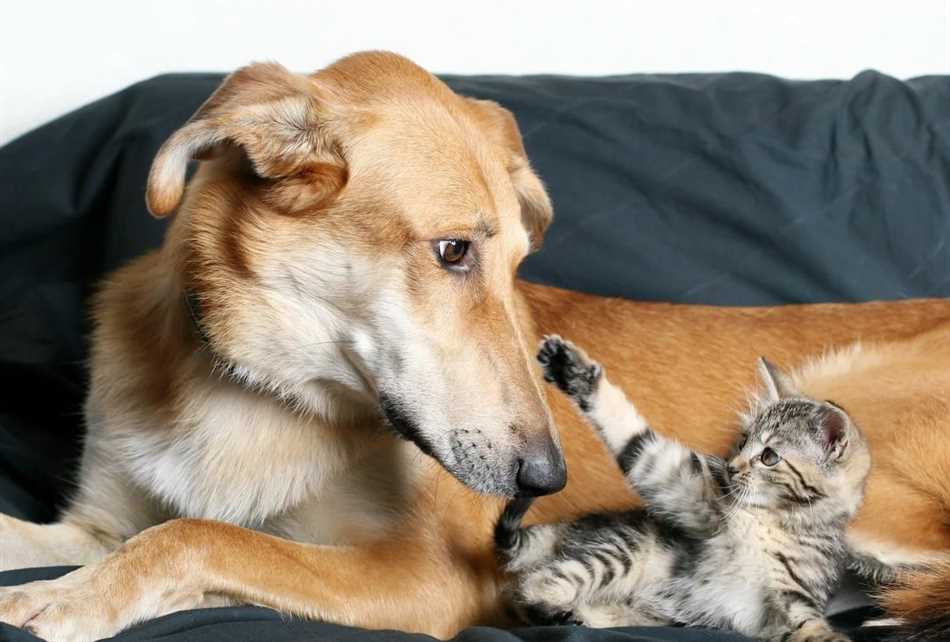 Характеристики собаки, которая может жить вместе с котами