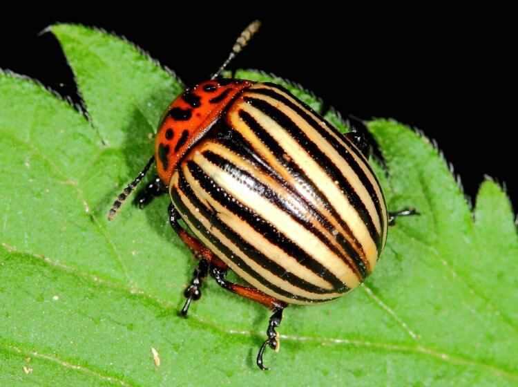 Описание колорадского жука и его особенности