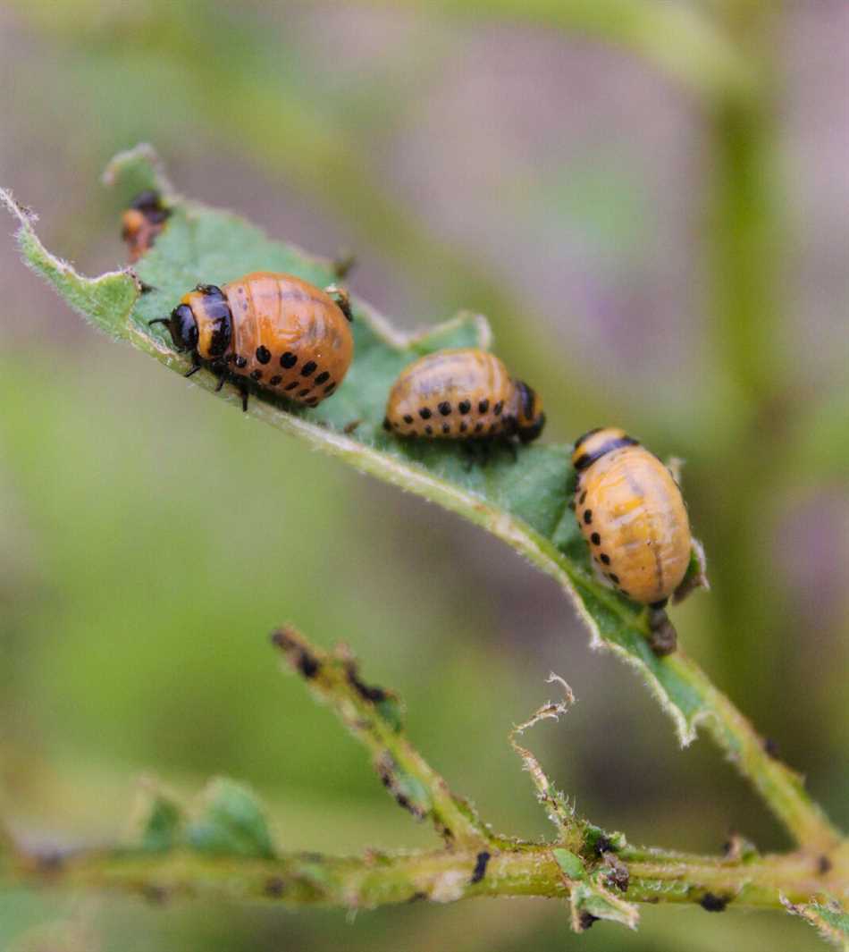 Когда колорадские жуки перестают быть опасными?