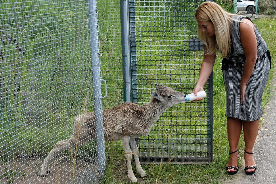 Когда кормят животных в зоопарке в Москве?