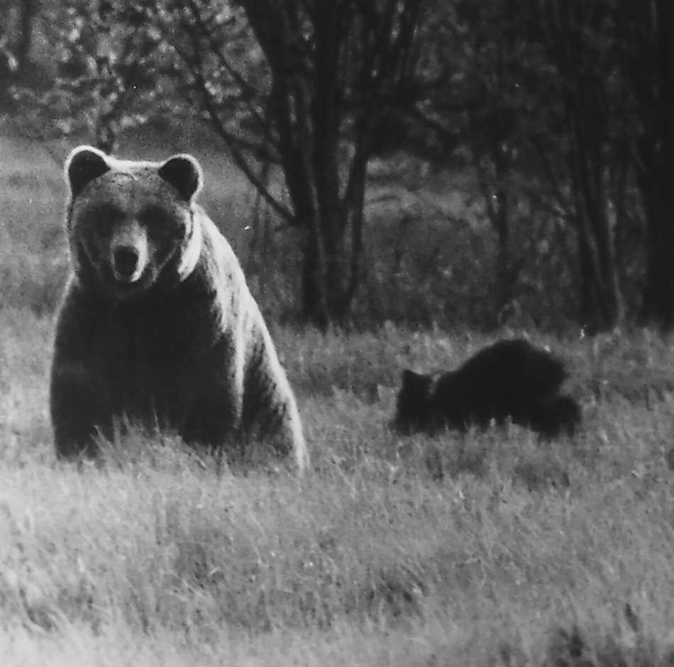 Когда опасна медведица с медвежатами?