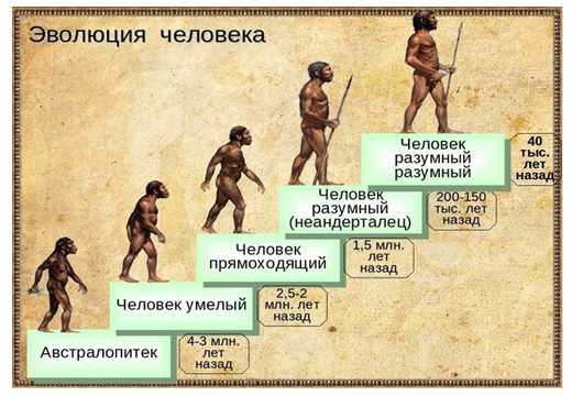 Появление рода Homo и исчезновение рода Australopithecus