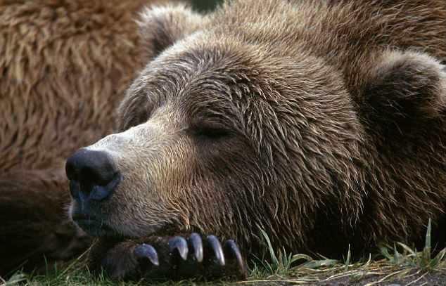 Когда спит медведь днем или ночью?