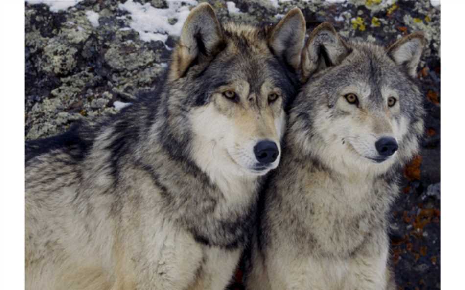 Мексиканский волк (Canis lupus baileyi)