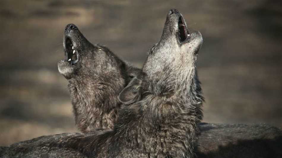 Мифы и легенды о воющих волках