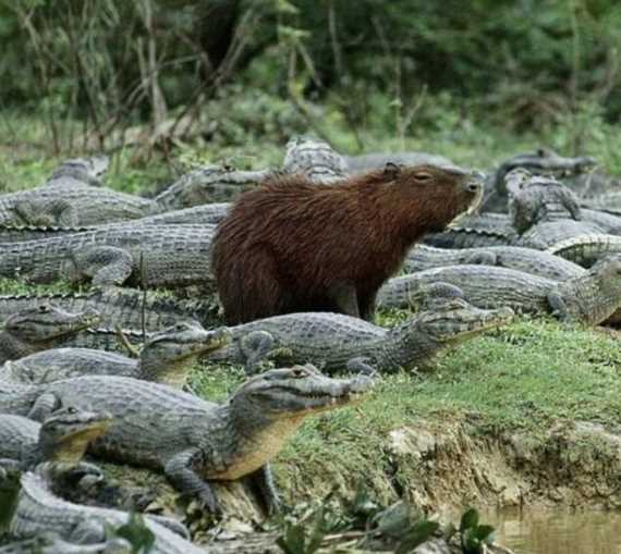 Защитные механизмы у капибары