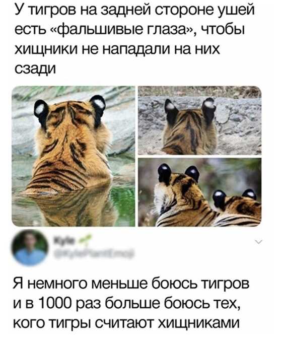 Конфликты с крупными травоядными