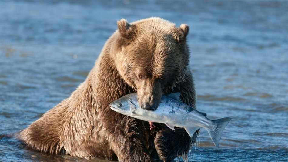 Кого ест медведь и как он питается?