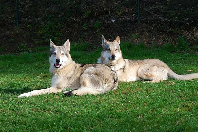 Популярные породы волчьих собак