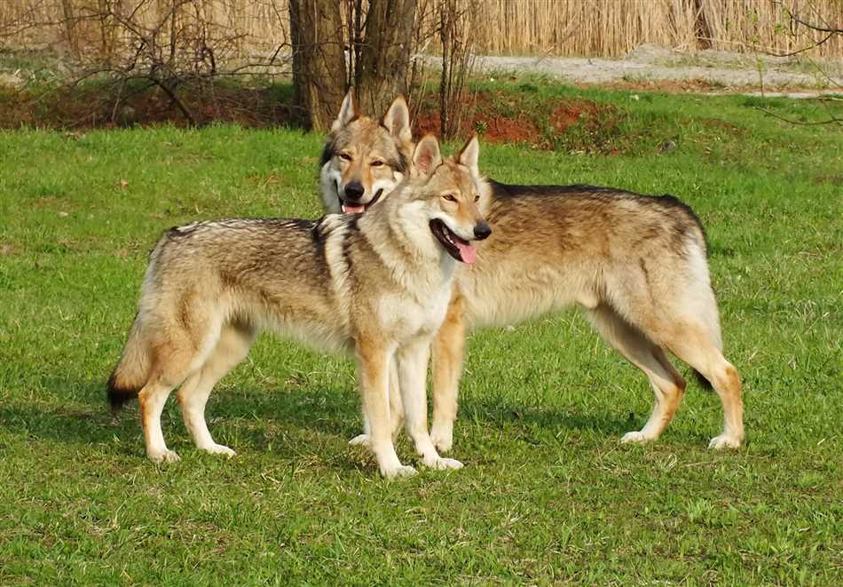 Происхождение и история волчьей собаки