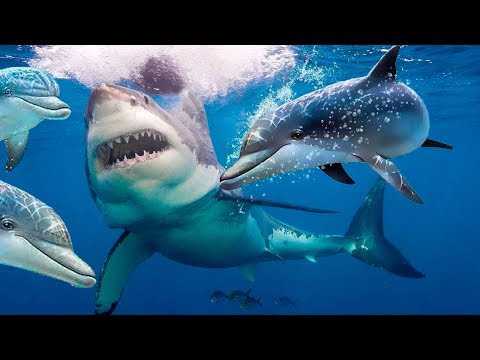 Записи о скорости акул