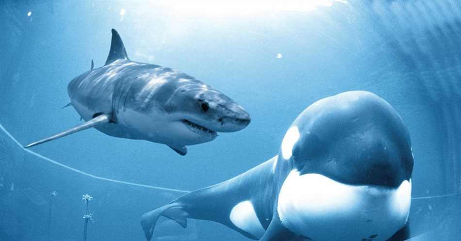 Кто быстрее дельфин или акула?